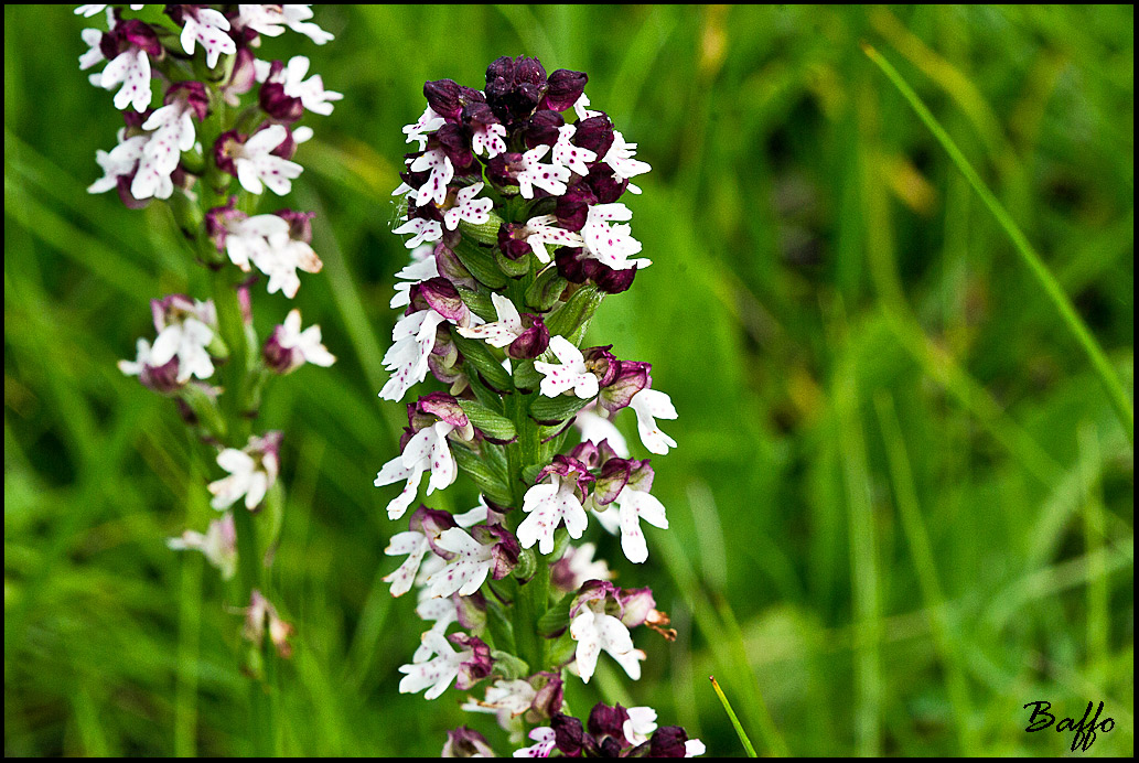 Neotinea ustulata